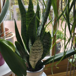 Sansevieria zeylanica