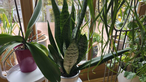 Sansevieria zeylanica