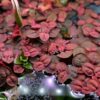 Phyllanthus fluitans Phyllanthus fluitans