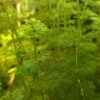 Limnophila sessiliflora