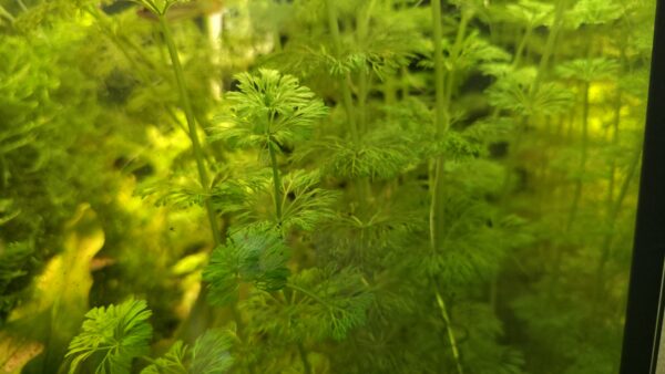 Limnophila sessiliflora