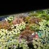 Limnophila sessiliflora