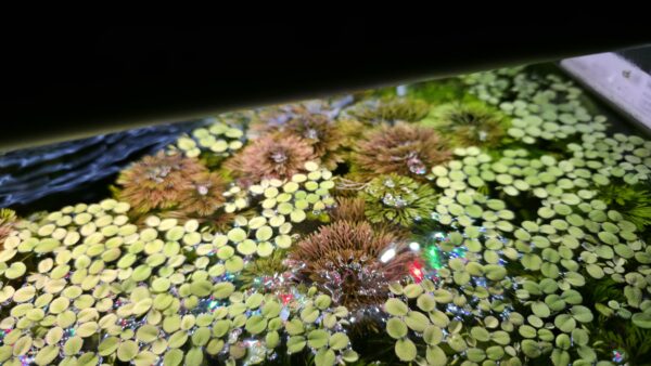 Limnophila sessiliflora