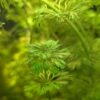 Limnophila sessiliflora