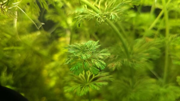 Limnophila sessiliflora