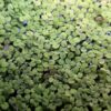 Salvinia minima
