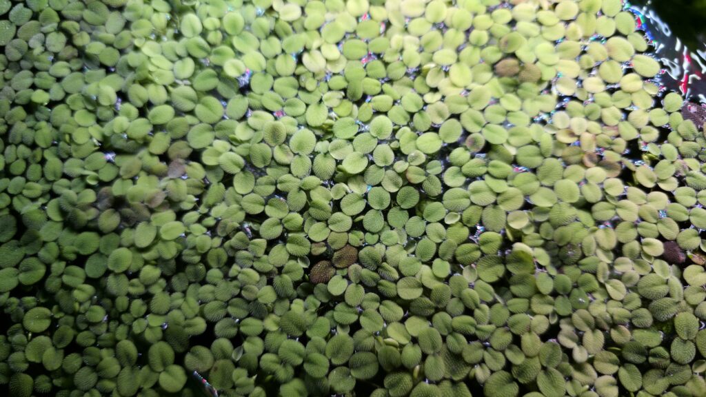 Salvinia minima