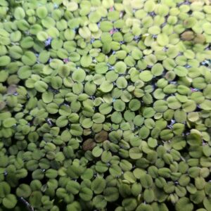 Salvinia minima