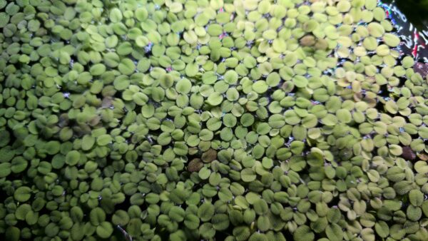 Salvinia minima