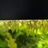 Salvinia minima