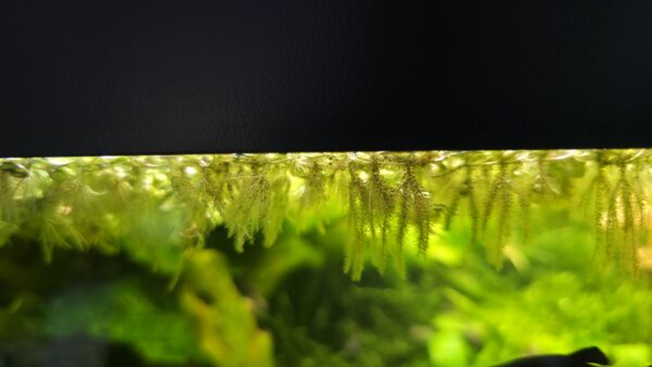Salvinia minima