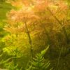 Limnophila sessiliflora