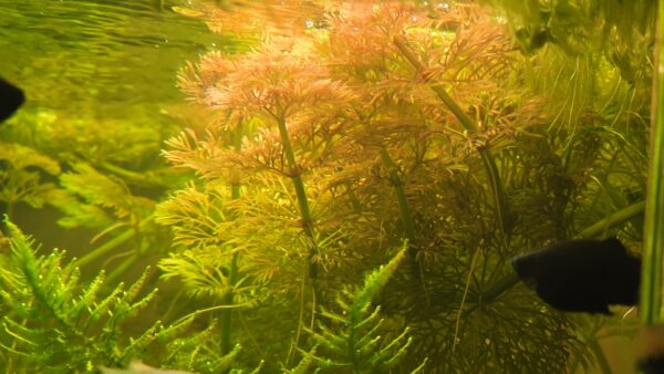 Limnophila sessiliflora