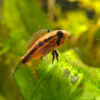 Apistogramma agassizii