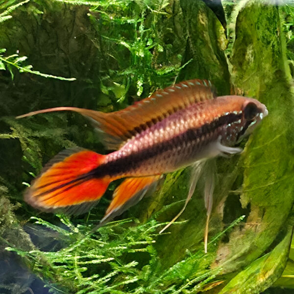 Apistogramma agassizii