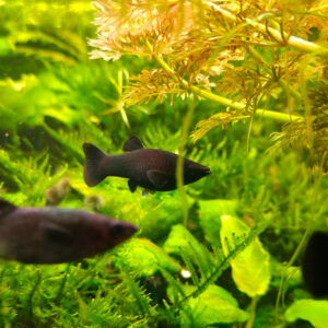 Black Molly (Poecilia sphenops)