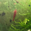 Neocaridina davidi "Bloody Mary"