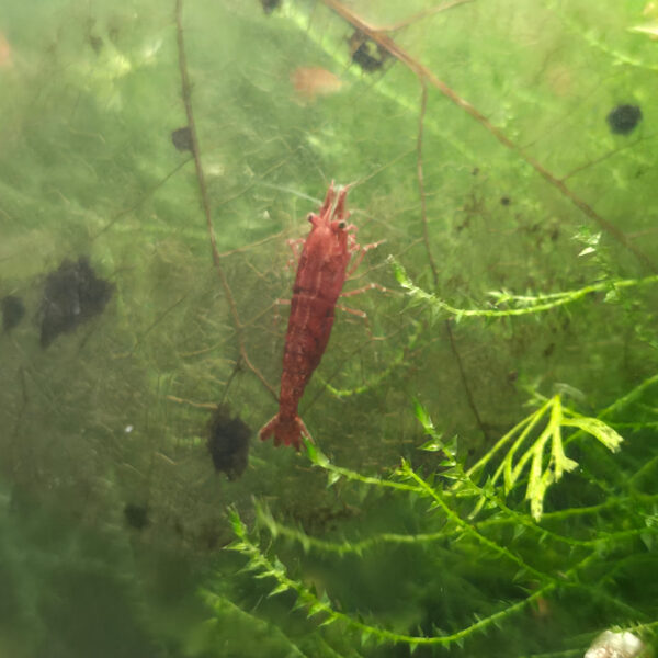 Neocaridina davidi "Bloody Mary"