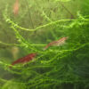 Neocaridina davidi "Bloody Mary"