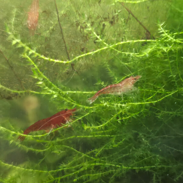 Neocaridina davidi "Bloody Mary"