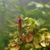 Neocaridina davidi "Bloody Mary"