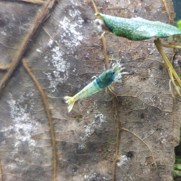 Caridina logemanni "Blue Bolt"