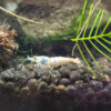 Caridina logemanni "Blue Bolt"