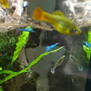 Neocaridina davidi "Blue Jelly"