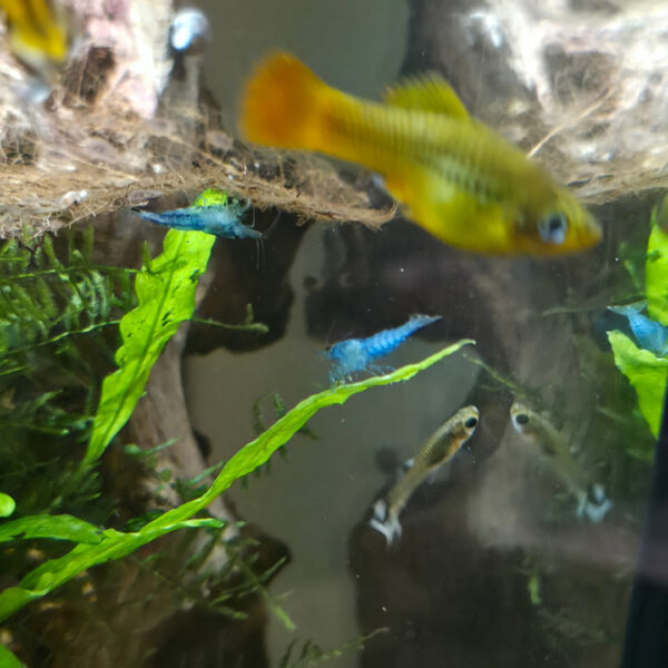 Neocaridina davidi "Blue Jelly"