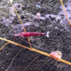 Caridina dennerli (Kardinalsgarnele)