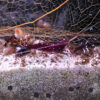 Caridina dennerli (Kardinalsgarnele)