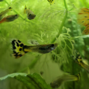 Guppy (Poecilia reticulata) Mix