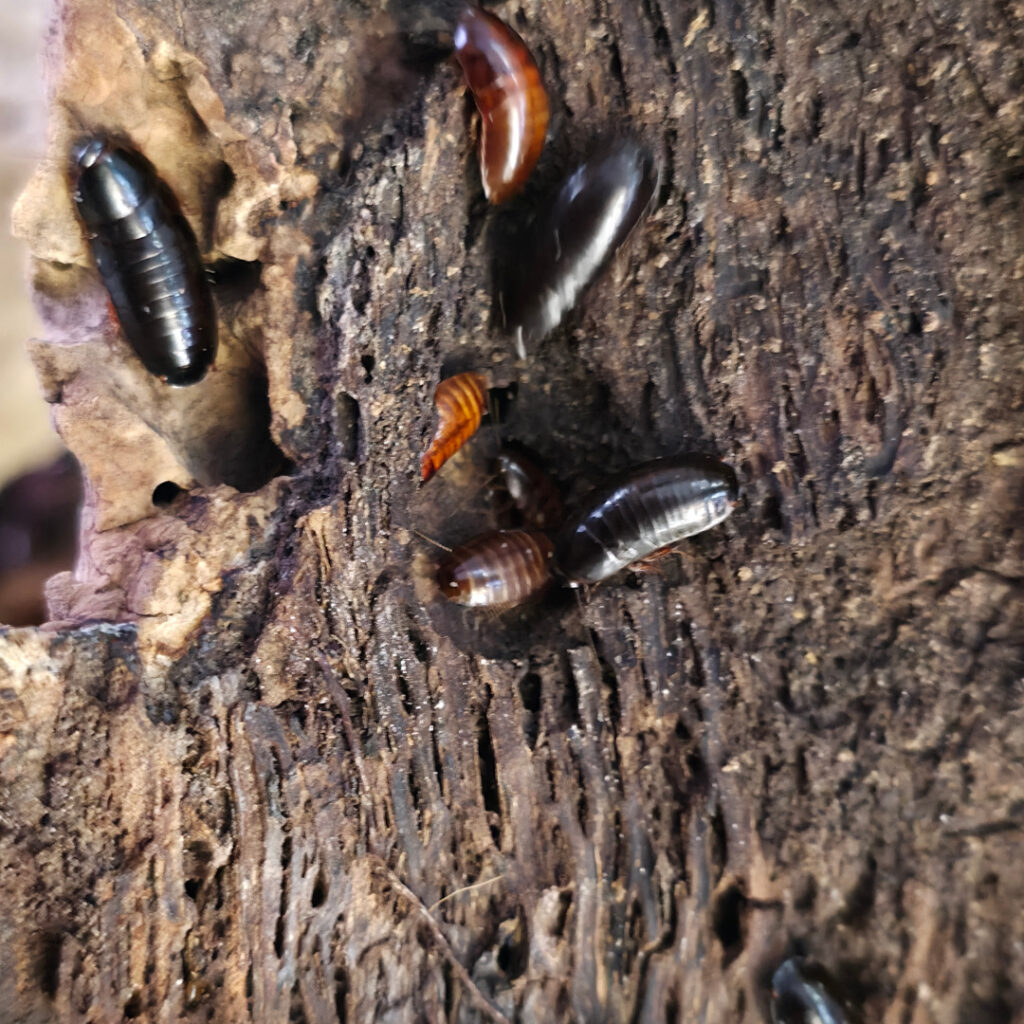 Paraplecta minutissima - Keniaschabe