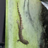 Lepidodactylus lugubris (Jungferngecko)