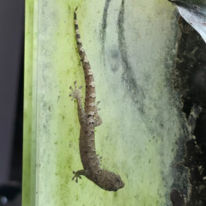 Lepidodactylus lugubris (Jungferngecko)