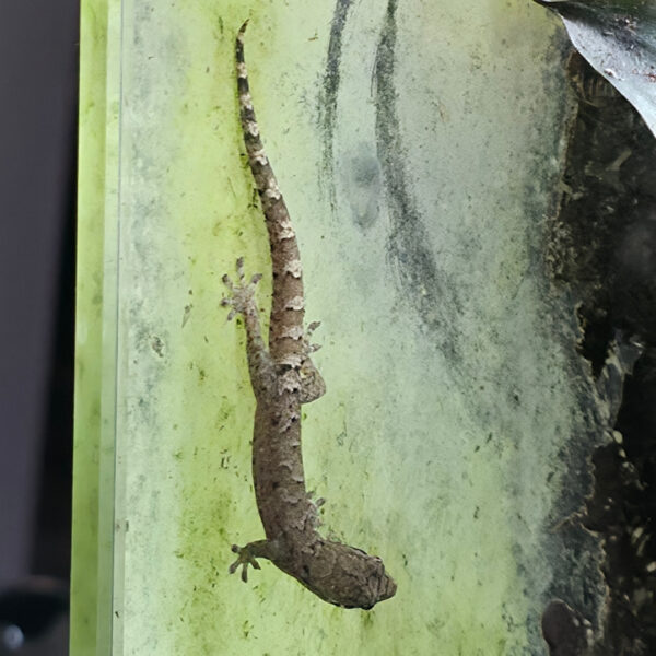 Lepidodactylus lugubris (Jungferngecko)