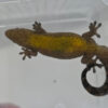 Lepidodactylus lugubris (Jungferngecko)