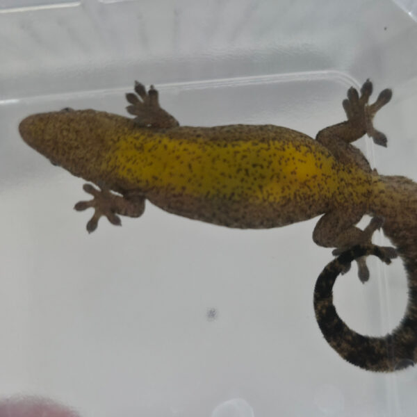 Lepidodactylus lugubris (Jungferngecko)
