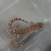 Lepidodactylus lugubris (Jungferngecko)