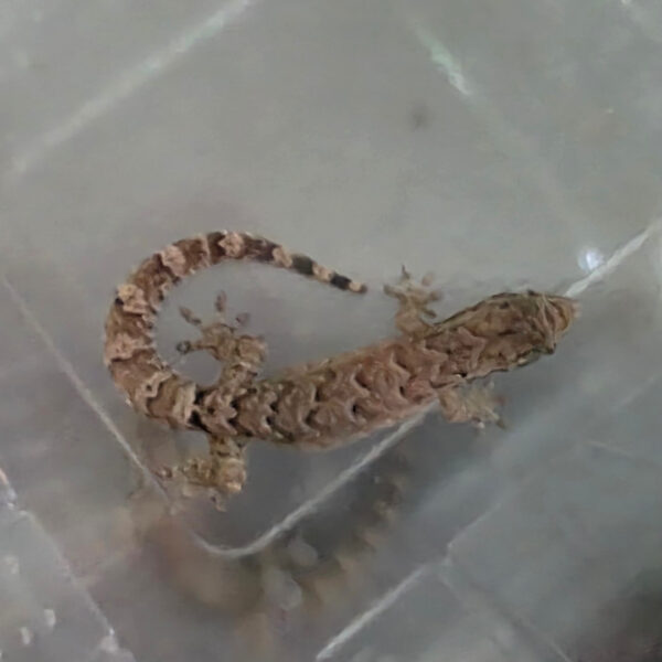 Lepidodactylus lugubris (Jungferngecko)