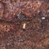 Nocticola sp. "Malaysia"