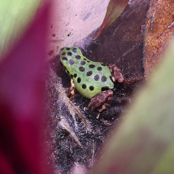Oophaga pumilio "Colon"