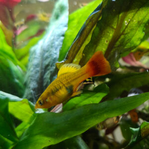 Papageienplaty (Xiphophorus variatus)