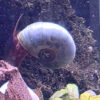 Blaue Posthornschnecke - Planorbella duryi