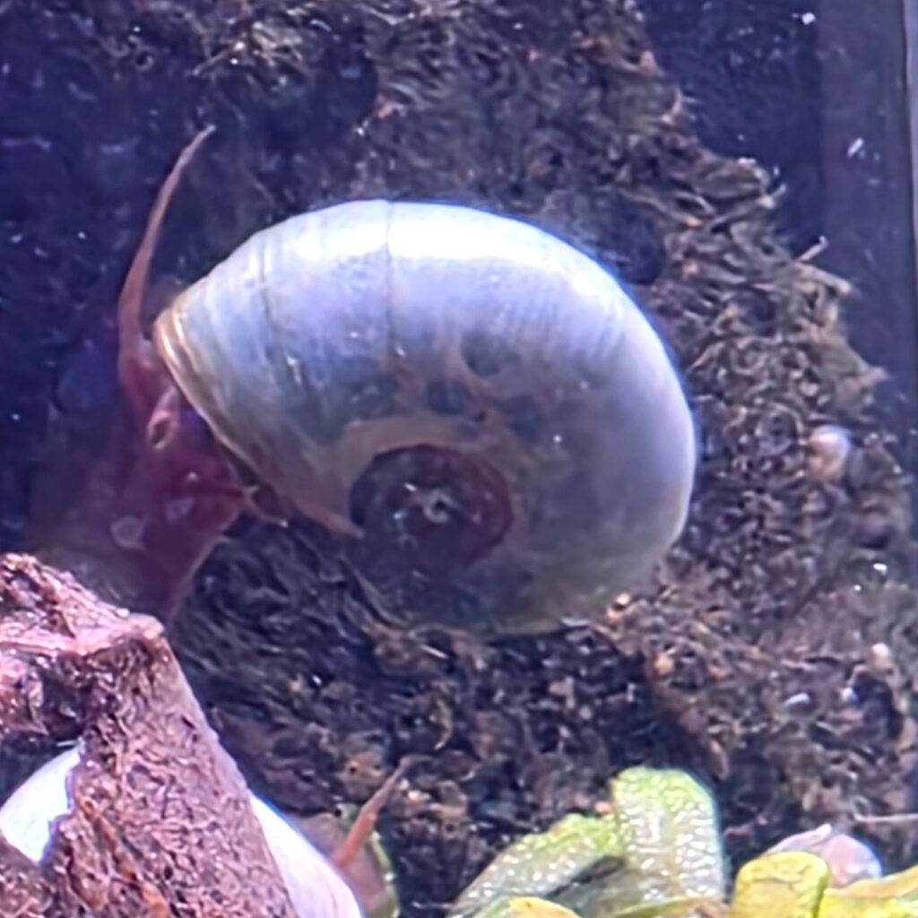 Blaue Posthornschnecke - Planorbella duryi