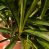 Sansevieria kirkii