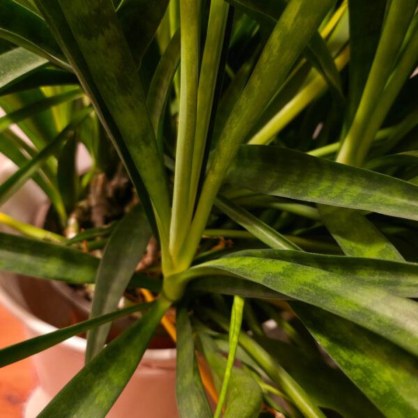 Sansevieria kirkii