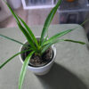 Sansevieria kirkii