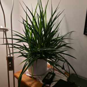 Sansevieria kirkii