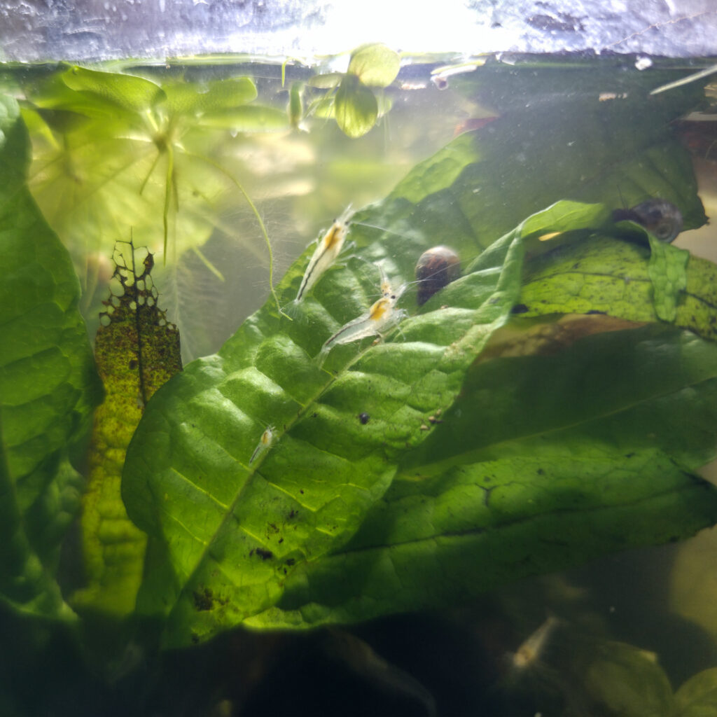 Neocaridina palmata "White Pearl"